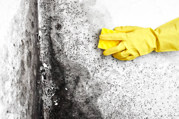 Professional Mold Removal in Hampton, GA
